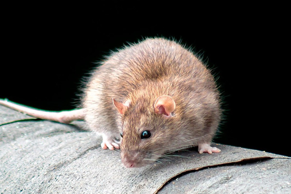 Hausratte