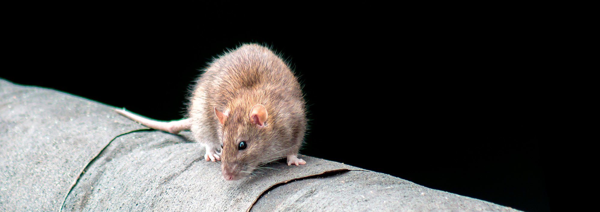 maus