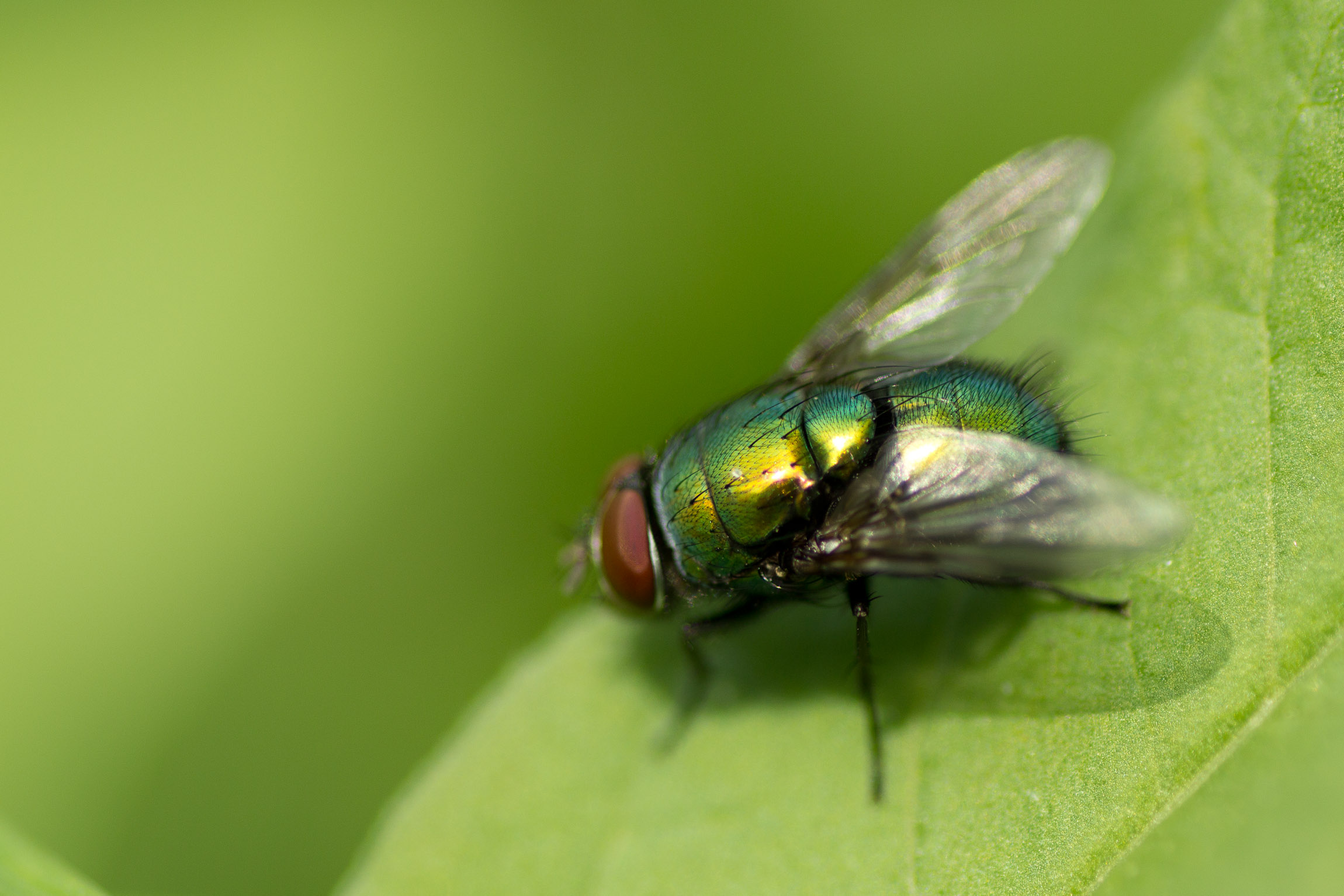 nahaufnahme_von_fliege_20120816_1705222254