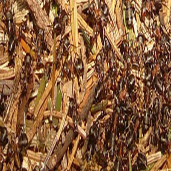 Braune Holzameise