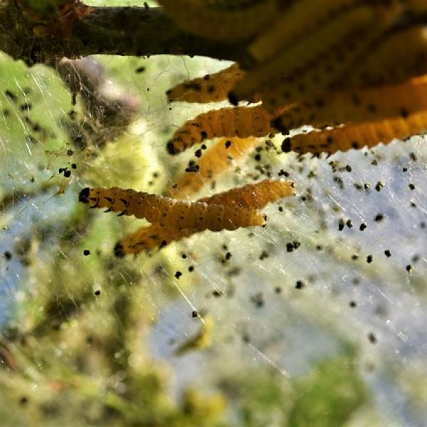 Gespinnraupe