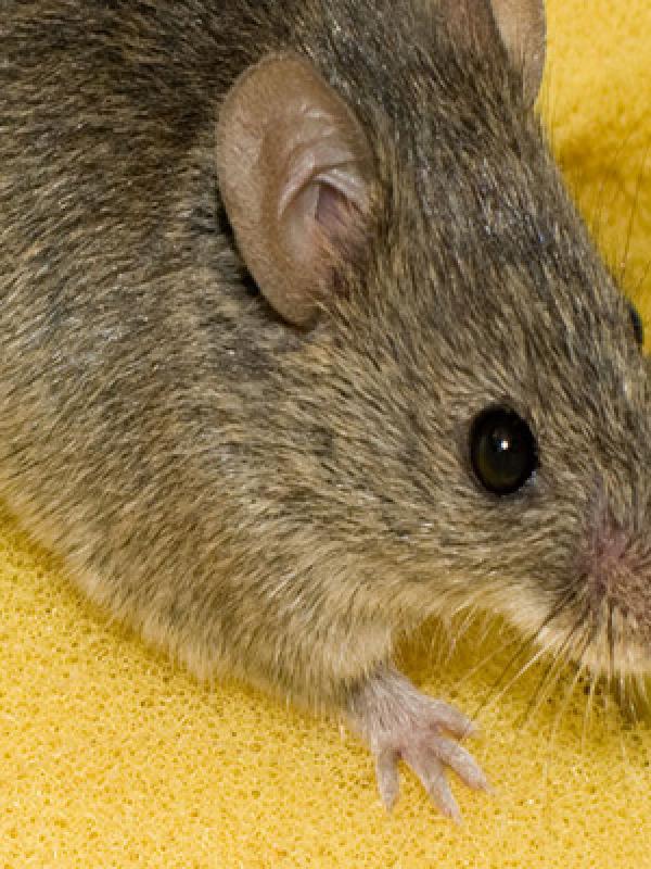 Hausmaus