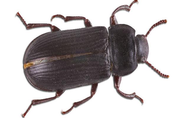 Mehlkäfer