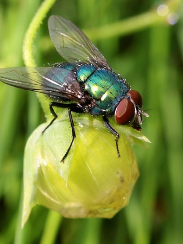Schmeißfliege