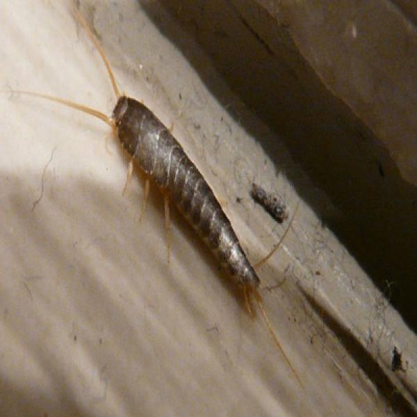 Silberfischchen