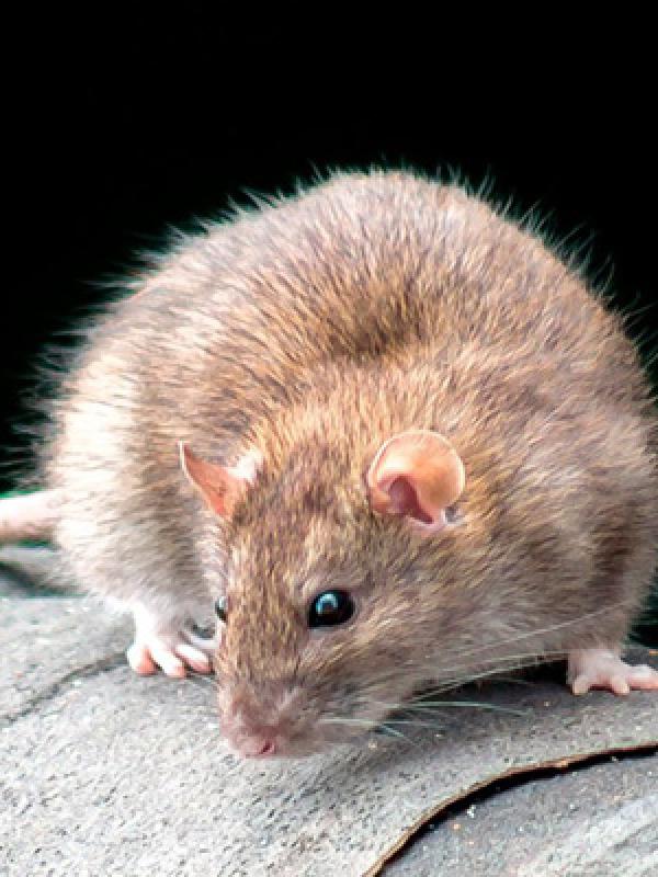 Wanderratten