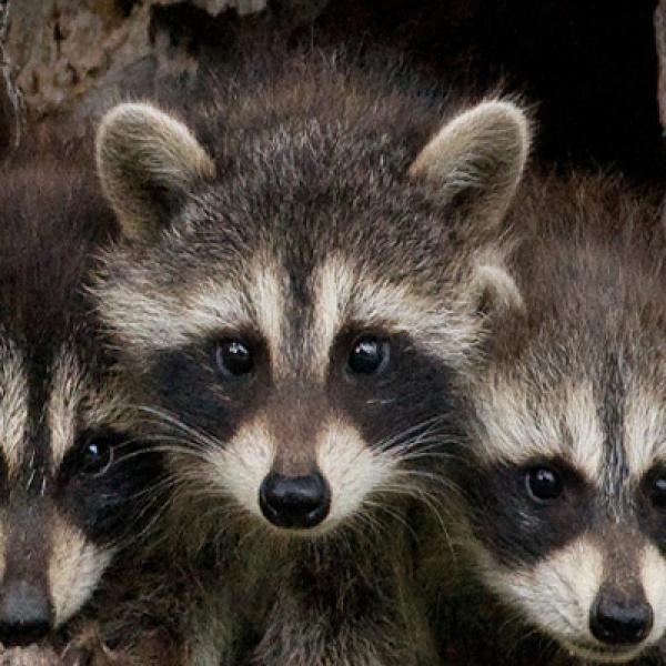 Waschbär